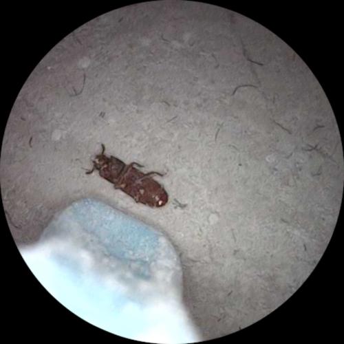 Tribolium sp.